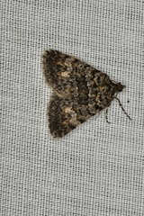 Dichromodes semicanescens