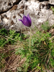 Pulsatilla montana
