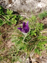 Pulsatilla montana