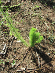 Asparagus suaveolens
