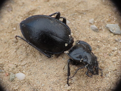 Carabus
