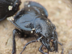 Carabus