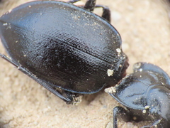 Carabus