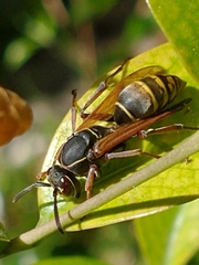 Polistes cinerascens