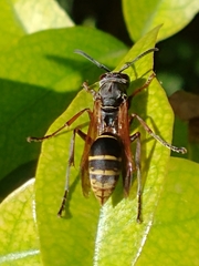 Polistes cinerascens