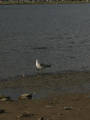 Larus dominicanus