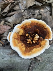 Heterobasidion annosum