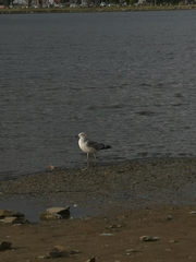 Larus dominicanus