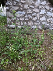 Cephalanthera damasonium