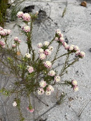 Lachnaea densiflora