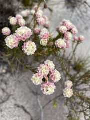 Lachnaea densiflora