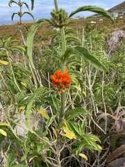 Leonotis leonurus