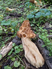Morchella esculenta