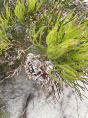 Serruria rubricaulis