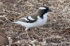 Charadrius tricollaris