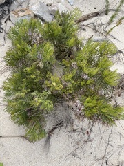 Serruria rubricaulis