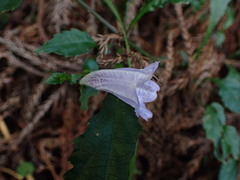 Strobilanthes flexicaulis