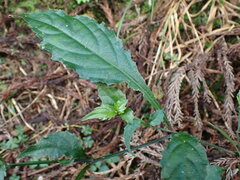 Strobilanthes flexicaulis