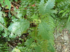 Girardinia diversifolia