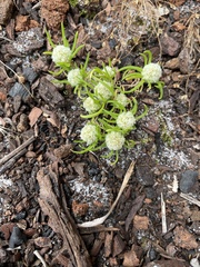 Siloxerus multiflorus