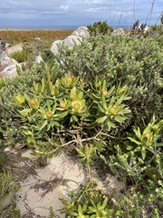Leucadendron gandogeri