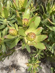 Leucadendron gandogeri