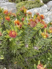 Leucospermum oleifolium