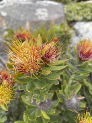 Leucospermum oleifolium