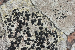 Buellia subdisciformis