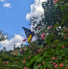 Troides minos