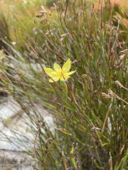Bobartia filiformis