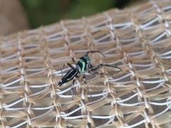 Cosmophasis micarioides