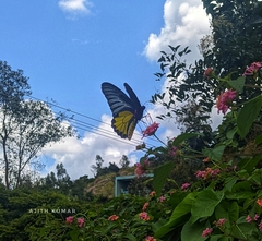Troides minos