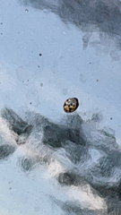 Coccinellinae