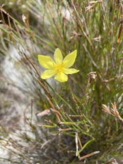 Bobartia filiformis