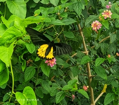 Troides minos