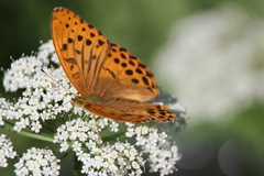 Argynnis
