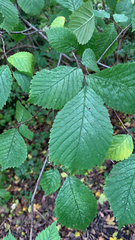 Ulmus glabra