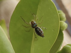 Cosmophasis micarioides