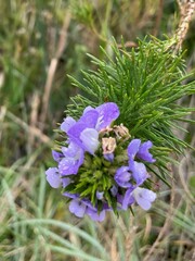 Psoralea affinis