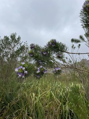 Psoralea affinis