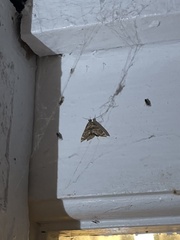 Petrophila canadensis