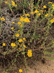 Chrysopsidinae
