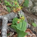 Calanthe tricarinata - Photo (c) Alpsdake,  זכויות יוצרים חלקיות (CC BY-SA)