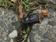 Sinodendron cylindricum