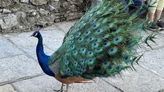 Pavo cristatus