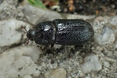 Sinodendron cylindricum