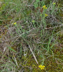 Genista hispanica
