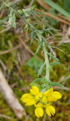 Genista hispanica
