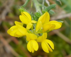 Genista hispanica
